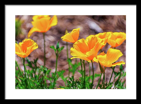 Flowers in Motion - Framed Print