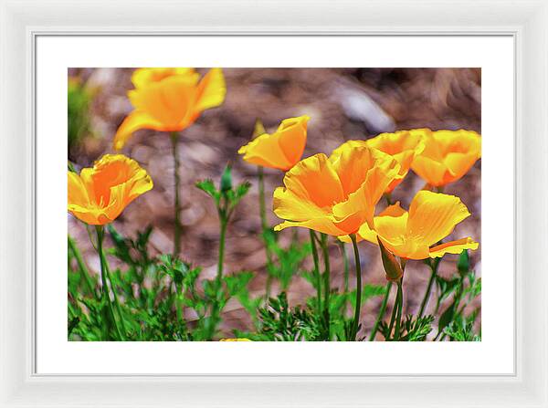 Flowers in Motion - Framed Print