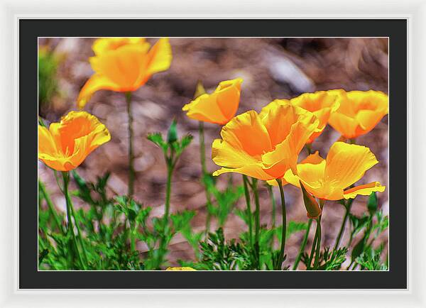 Flowers in Motion - Framed Print