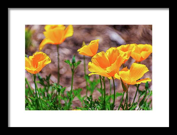 Flowers in Motion - Framed Print