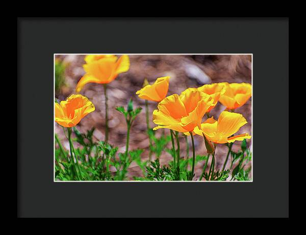 Flowers in Motion - Framed Print