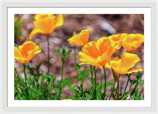 Flowers in Motion - Framed Print