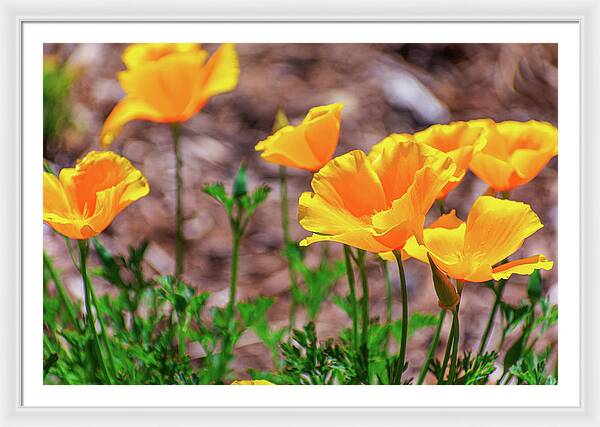 Flowers in Motion - Framed Print