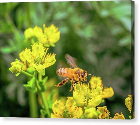 Fly High During Spring Bee Life - Canvas Print