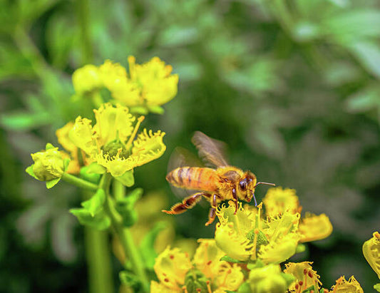 Fly High During Spring Bee Life - Art Print