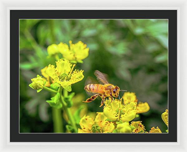 Fly High During Spring Bee Life - Framed Print