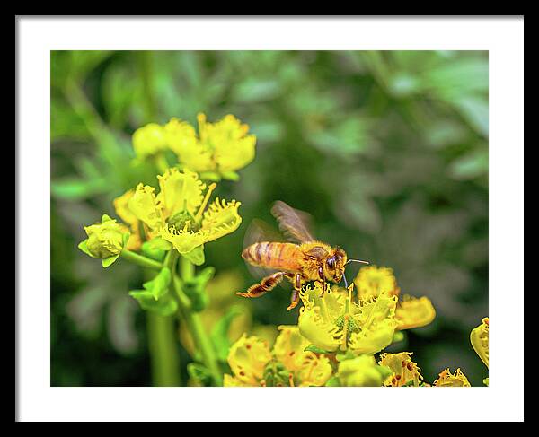 Fly High During Spring Bee Life - Framed Print