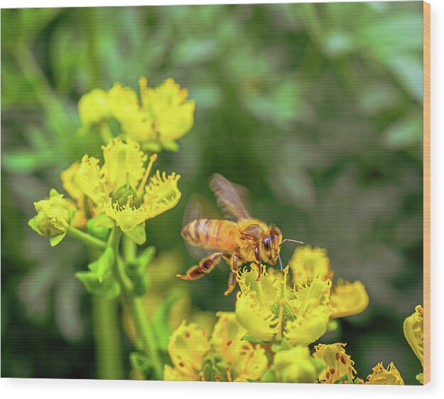 Fly High During Spring Bee Life - Wood Print