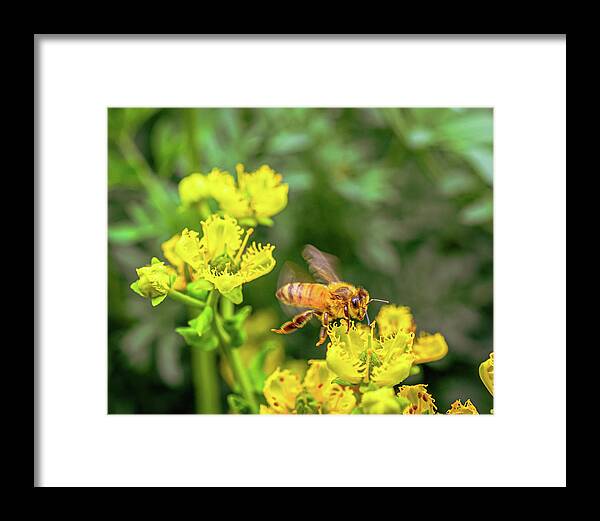 Fly High During Spring Bee Life - Framed Print