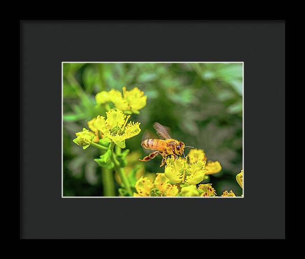 Fly High During Spring Bee Life - Framed Print