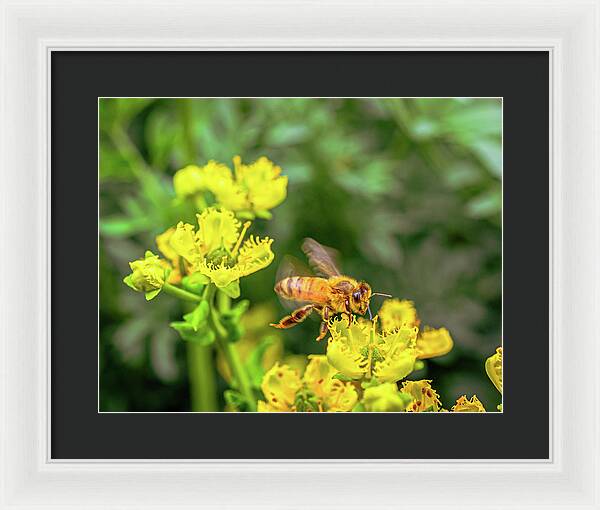 Fly High During Spring Bee Life - Framed Print