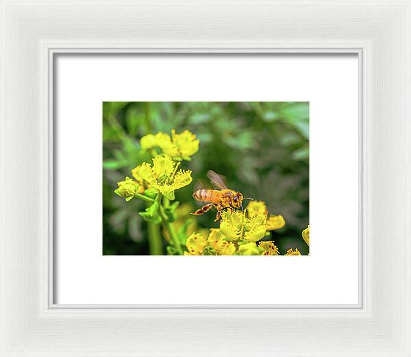 Fly High During Spring Bee Life - Framed Print