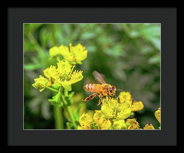 Fly High During Spring Bee Life - Framed Print