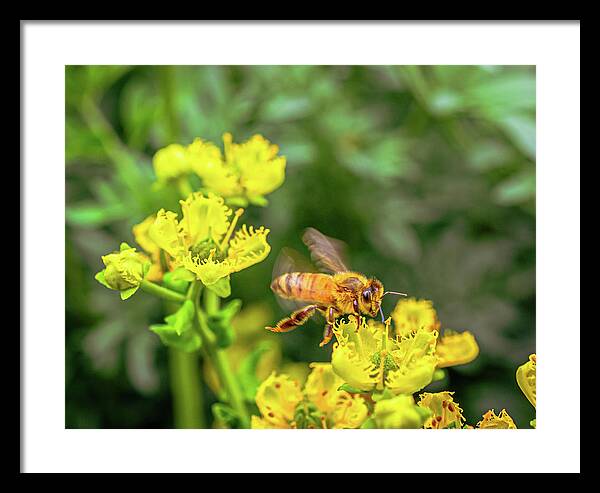 Fly High During Spring Bee Life - Framed Print