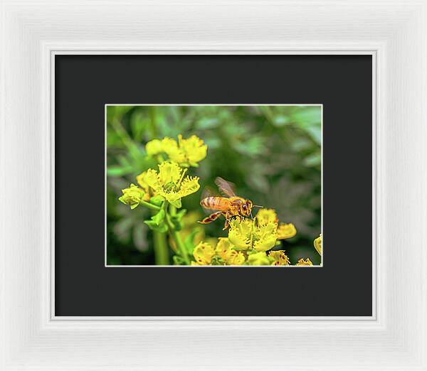 Fly High During Spring Bee Life - Framed Print