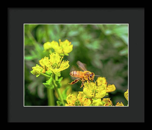 Fly High During Spring Bee Life - Framed Print