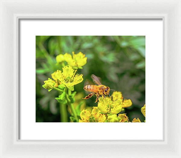 Fly High During Spring Bee Life - Framed Print