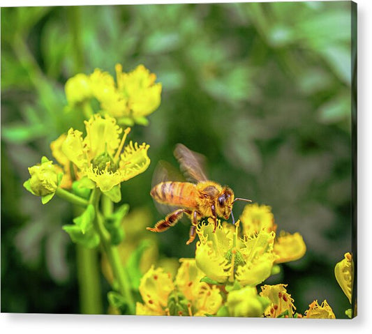 Fly High During Spring Bee Life - Acrylic Print