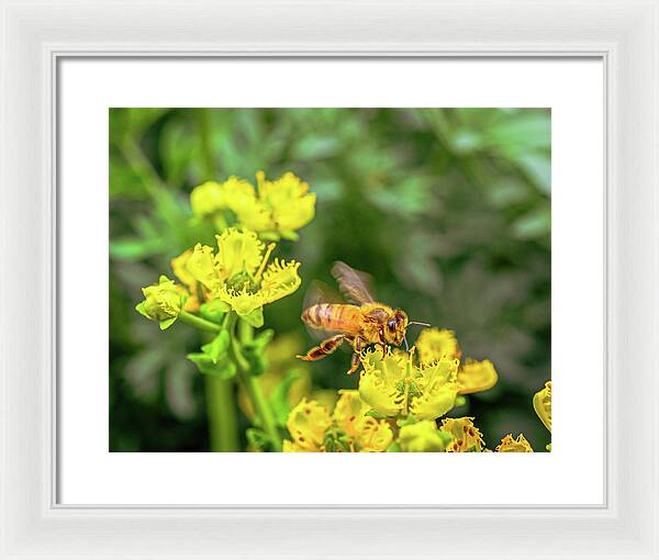 Fly High During Spring Bee Life - Framed Print
