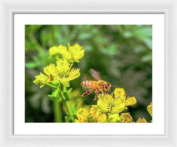 Fly High During Spring Bee Life - Framed Print