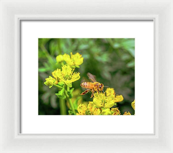 Fly High During Spring Bee Life - Framed Print