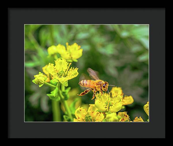 Fly High During Spring Bee Life - Framed Print