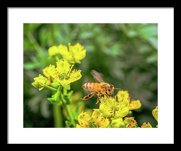 Fly High During Spring Bee Life - Framed Print