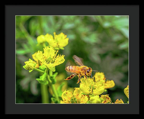 Fly High During Spring Bee Life - Framed Print