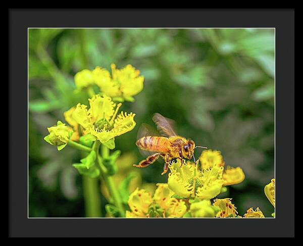 Fly High During Spring Bee Life - Framed Print