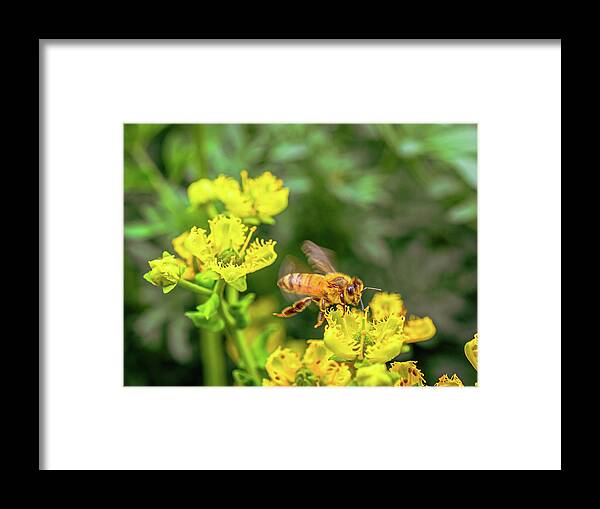 Fly High During Spring Bee Life - Framed Print