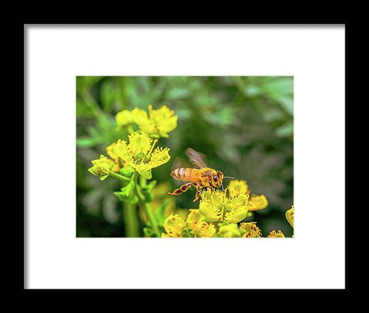 Fly High During Spring Bee Life - Framed Print