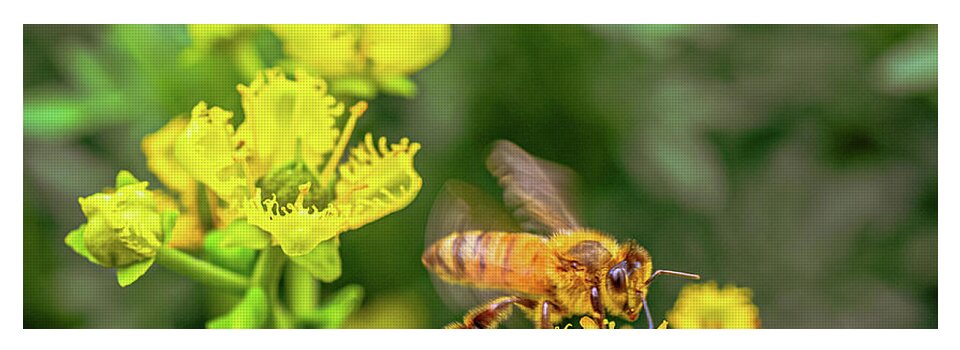 Fly High During Spring Bee Life - Yoga Mat