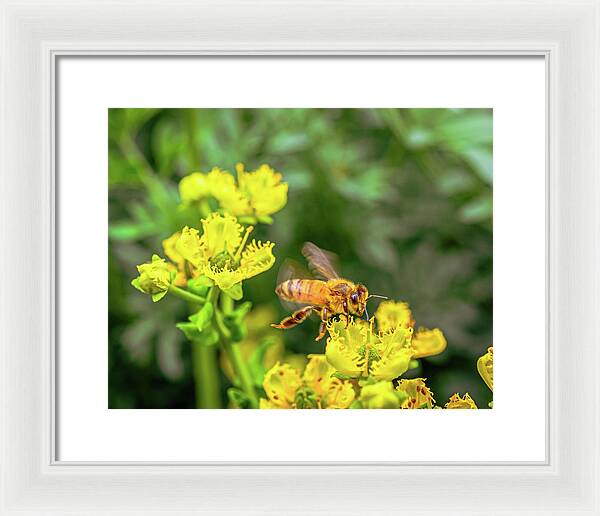 Fly High During Spring Bee Life - Framed Print
