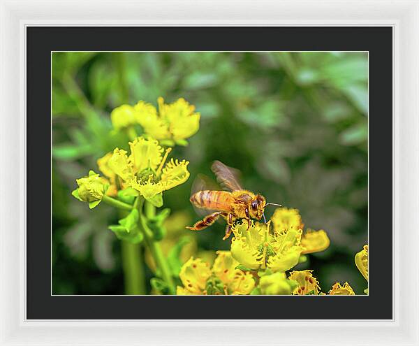 Fly High During Spring Bee Life - Framed Print