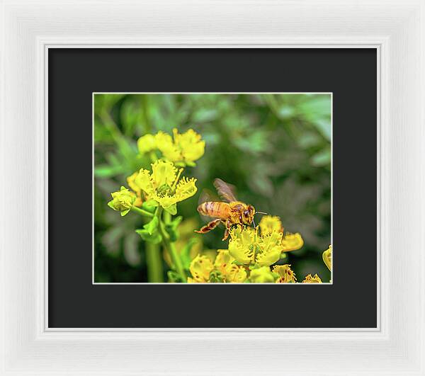 Fly High During Spring Bee Life - Framed Print