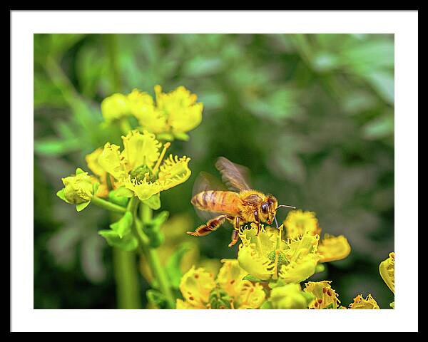 Fly High During Spring Bee Life - Framed Print