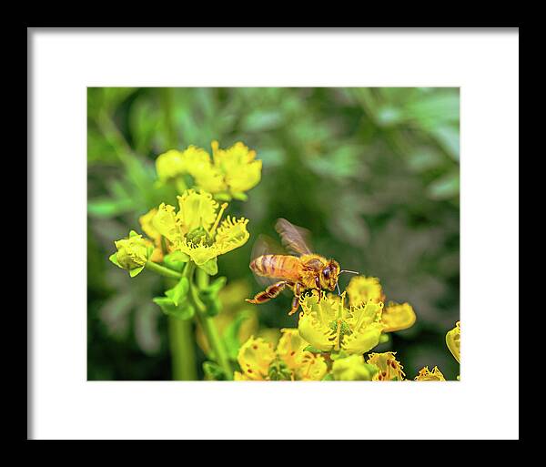Fly High During Spring Bee Life - Framed Print