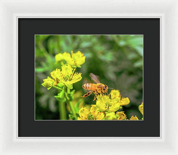 Fly High During Spring Bee Life - Framed Print
