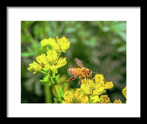 Fly High During Spring Bee Life - Framed Print