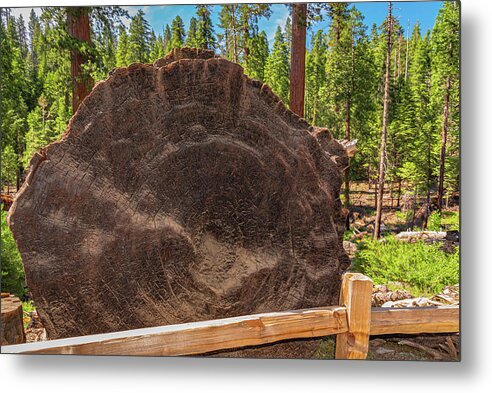 Giant Sequoia Tree Trunk Display - Metal Print