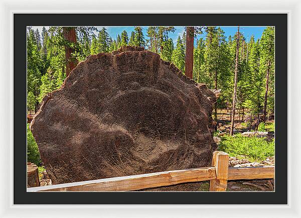 Giant Sequoia Tree Trunk Display - Framed Print