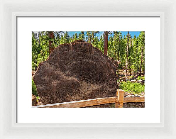 Giant Sequoia Tree Trunk Display - Framed Print