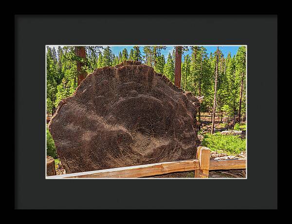 Giant Sequoia Tree Trunk Display - Framed Print