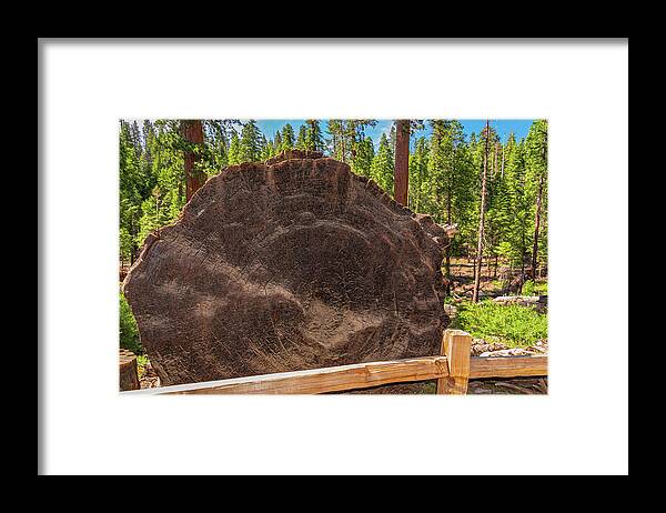 Giant Sequoia Tree Trunk Display - Framed Print