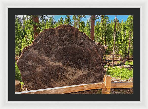 Giant Sequoia Tree Trunk Display - Framed Print