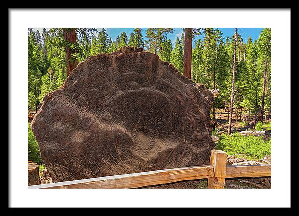 Giant Sequoia Tree Trunk Display - Framed Print
