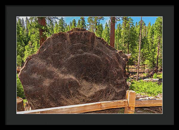 Giant Sequoia Tree Trunk Display - Framed Print