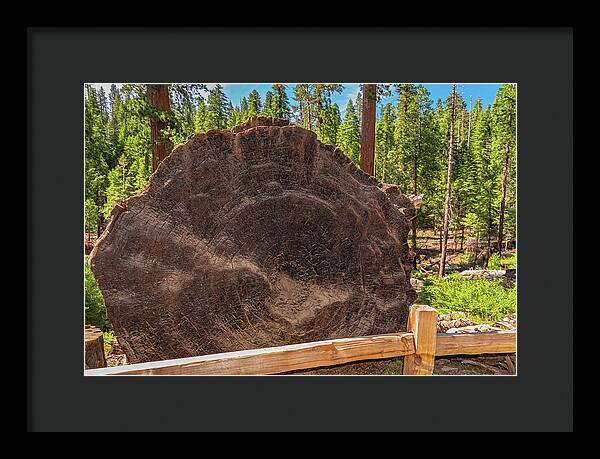 Giant Sequoia Tree Trunk Display - Framed Print