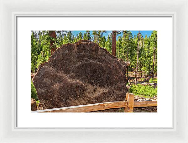 Giant Sequoia Tree Trunk Display - Framed Print