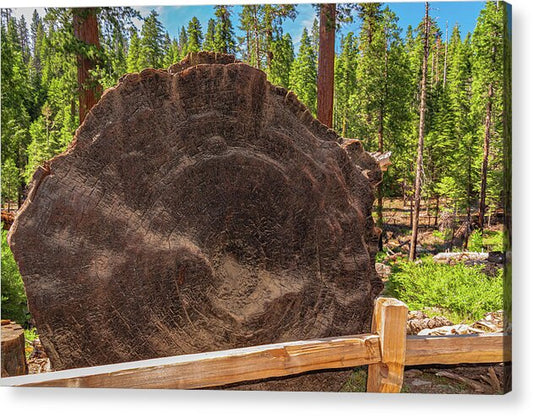 Giant Sequoia Tree Trunk Display - Acrylic Print